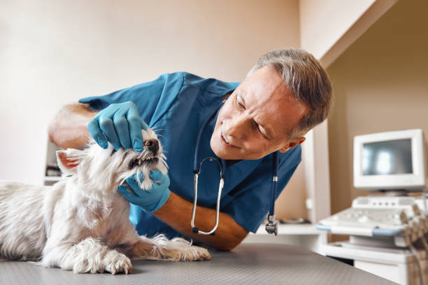 Best Emergency Dentist for Special Needs Patients in Falling Waters, WV